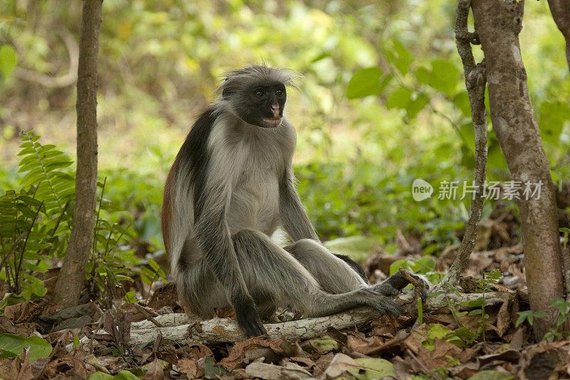 在坦桑尼亚桑给巴尔的Jozani森林保护区，Kirk的红疣猴(Procolobus kirkii)正在撒尿